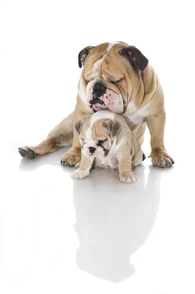 Angol bulldog kiskutya és elszigetelt felnőtt bulldog — Stock Fotó