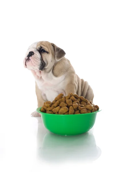 乾燥した食糧と英語ブルドッグの子犬 — ストック写真