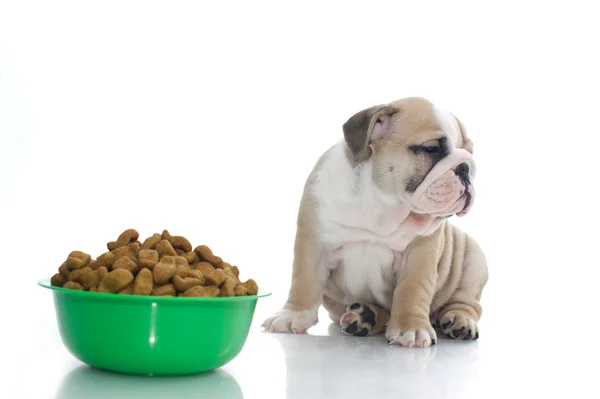 Engels bulldog pup met droog voedsel — Stockfoto