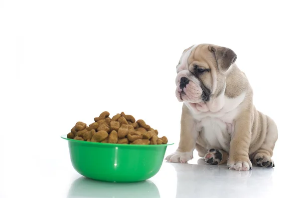 Chiot bulldog anglais avec de la nourriture sèche — Photo