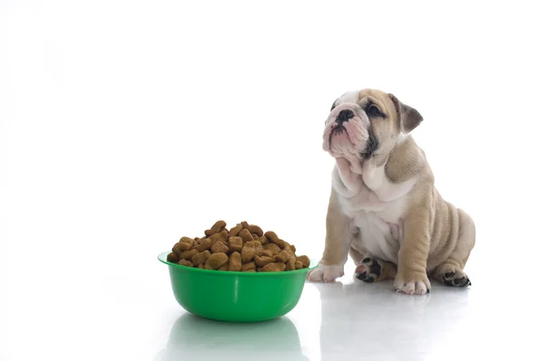 Filhote de cachorro buldogue inglês com comida seca — Fotografia de Stock