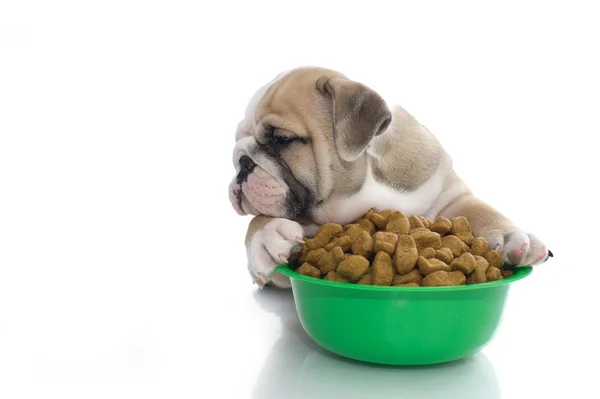 stock image English bulldog puppy with dry food