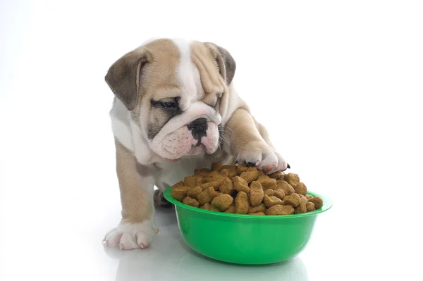 Filhote de cachorro buldogue inglês com comida seca — Fotografia de Stock
