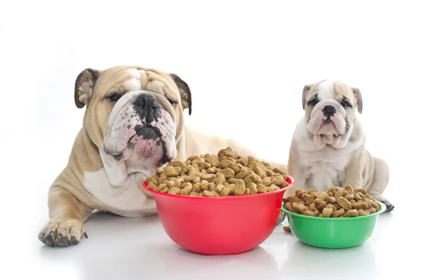 Engels bulldog pup met droog voedsel — Stockfoto