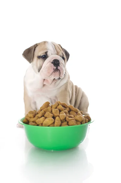 English bulldog puppy with dry food Royalty Free Stock Images