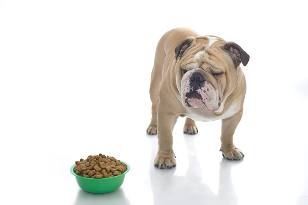 stock image English bulldog with dry food