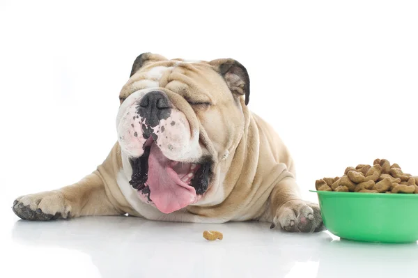 Bulldog inglés con comida seca —  Fotos de Stock