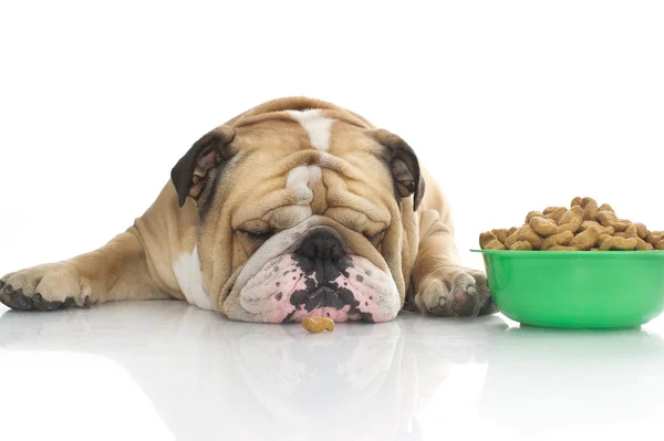 Engels bulldog met droog voedsel — Stockfoto