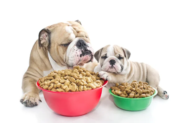 Bulldog Inggris dengan makanan kering — Stok Foto