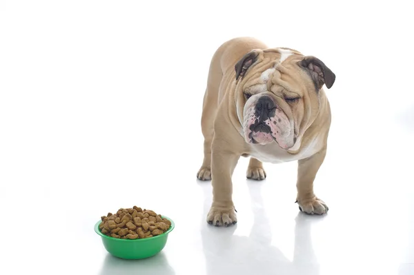 English bulldog with dry food Royalty Free Stock Images