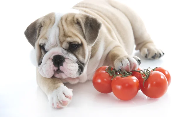 Engels bulldog pup met groenten — Stockfoto