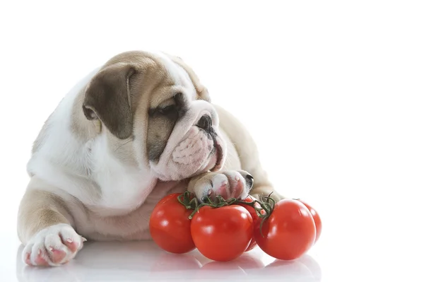 stock image English bulldog puppy with vegetables