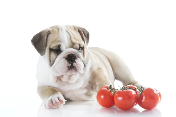 English bulldog puppy with vegetables — Stock Photo, Image