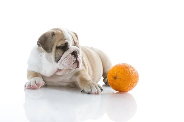 Cachorrinho bulldog Inglês com laranja isolado — Fotografia de Stock