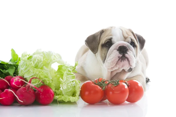 stock image English bulldog puppy with vegetables