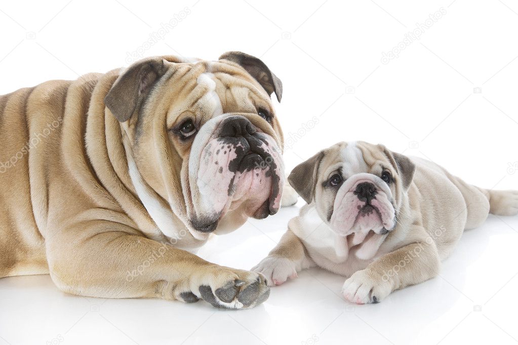 English bulldog puppy with her father isolated