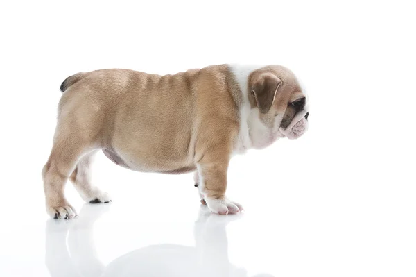 İngilizce bulldog yavrusu — Stok fotoğraf
