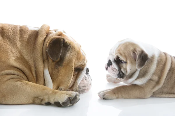Engels bulldog pup met haar vader geïsoleerd — Stockfoto