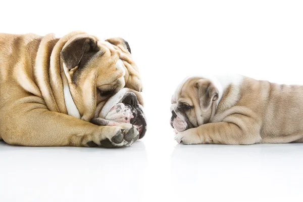 Engels bulldog pup met haar vader geïsoleerd — Stockfoto