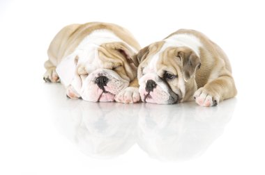 izole sevimli İngiliz bulldog puppies