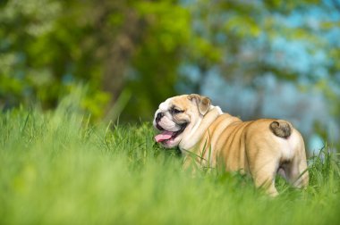 sevimli İngiliz bulldog yavrusu açık havada