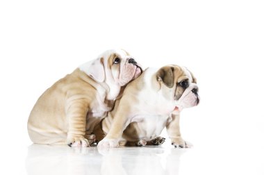 izole sevimli İngiliz bulldog puppies