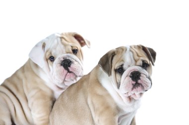 izole sevimli İngiliz bulldog puppies