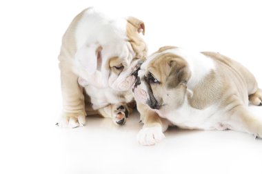 izole sevimli İngiliz bulldog puppies