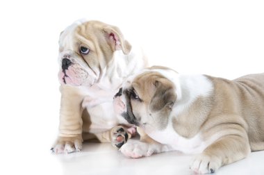 izole sevimli İngiliz bulldog puppies