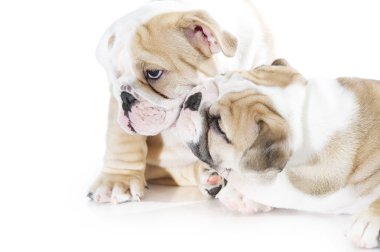 izole sevimli İngiliz bulldog puppies