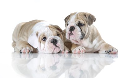 izole sevimli İngiliz bulldog puppies