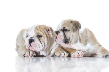 izole sevimli İngiliz bulldog puppies