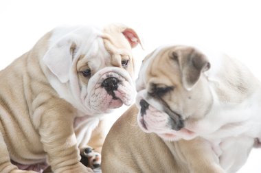 izole sevimli İngiliz bulldog puppies