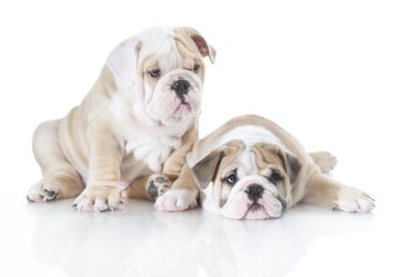 izole sevimli İngiliz bulldog puppies