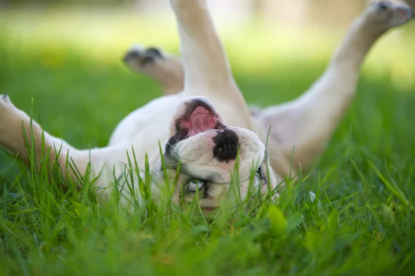 Милый английский щенок бульдог на открытом воздухе — стоковое фото