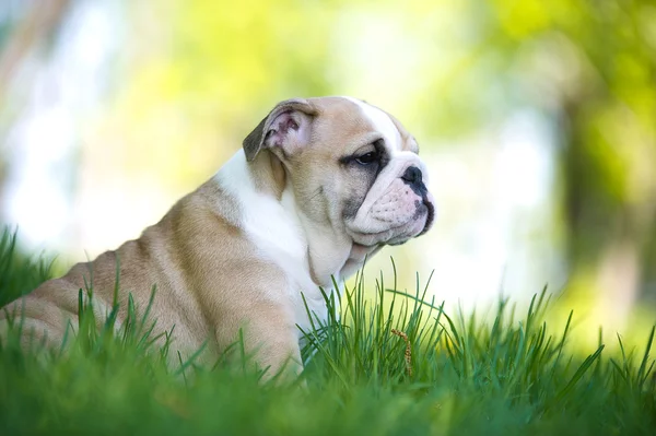 Aranyos angol bulldog kiskutya szabadban — Stock Fotó