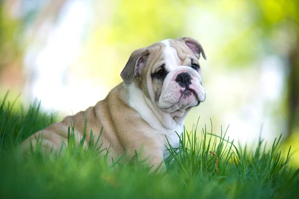 Cute english bulldog puppy outdoors — Stock Photo, Image