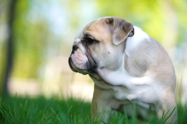 Carino inglese bulldog cucciolo all'aperto — Foto Stock