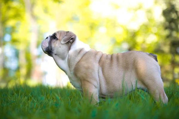 Söta engelska bulldog valp utomhus — Stockfoto