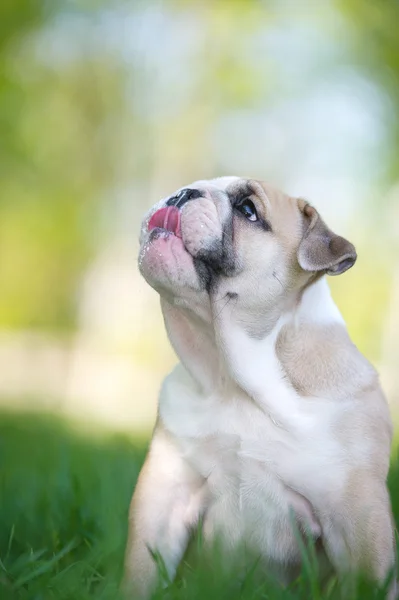 Lindo inglés bulldog cachorro al aire libre —  Fotos de Stock
