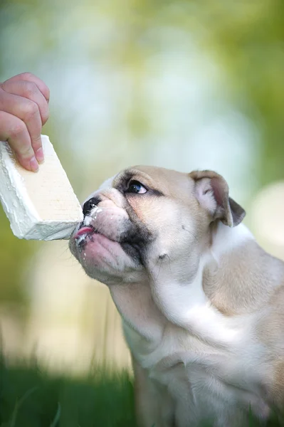 Lindo bulldog inglés cachorro con helado — Foto de Stock