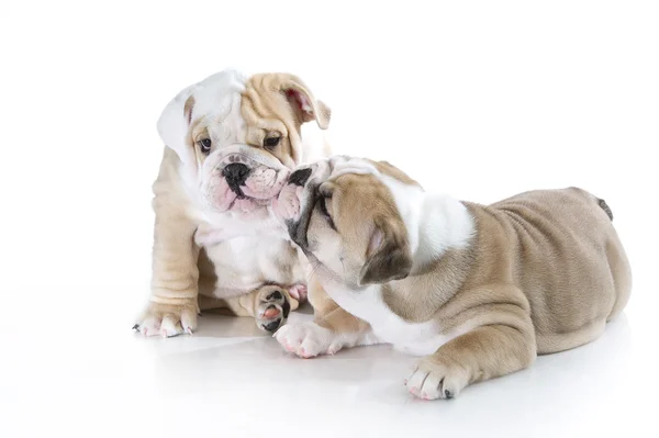 Cute angielski bulldog Szczenięta na białym tle — Zdjęcie stockowe