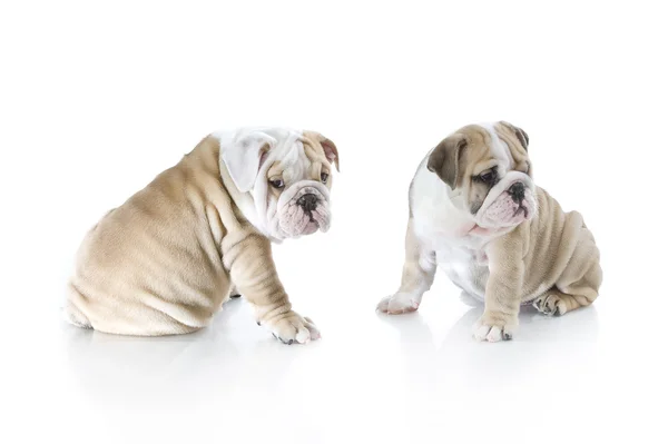 Cute angielski bulldog Szczenięta na białym tle — Zdjęcie stockowe