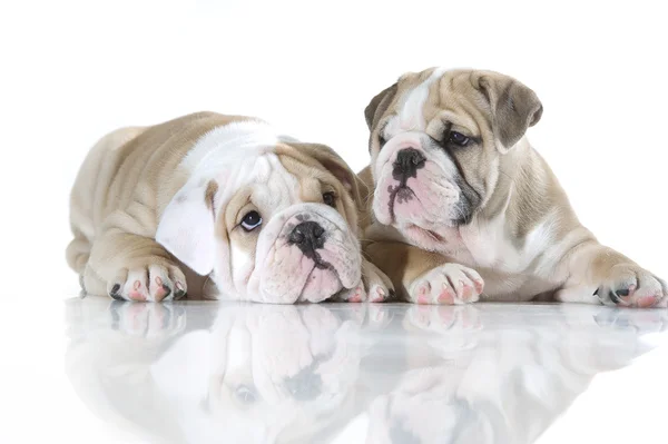 Izole sevimli İngiliz bulldog puppies — Stok fotoğraf