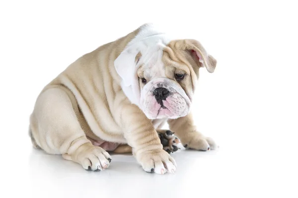 Söpö englanti bulldog pennut eristetty — kuvapankkivalokuva
