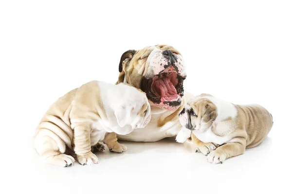 Cute angielski bulldog rodziny na białym tle — Zdjęcie stockowe