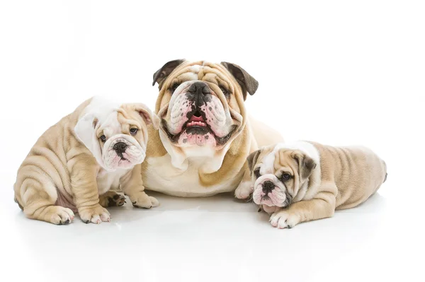 Niedliche englische Bulldogfamilie isoliert — Stockfoto