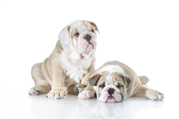 Cute angielski bulldog Szczenięta na białym tle — Zdjęcie stockowe