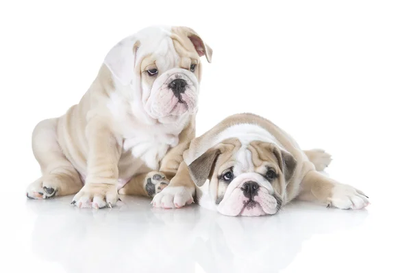 Izole sevimli İngiliz bulldog puppies — Stok fotoğraf