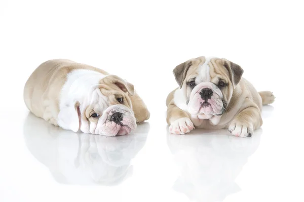Schattig Engels bulldog pups geïsoleerd — Stockfoto